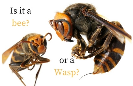 Ft. Lauderdale bee-or-wasp