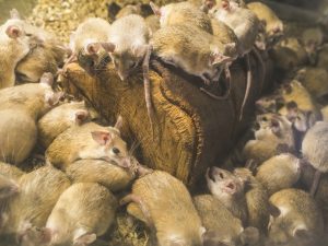 rat infestation ft lauderdale