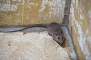 Ft. Lauderdale Rat
