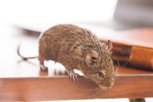 rodent trapping ft lauderdale