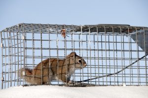 Squirrel Trapping