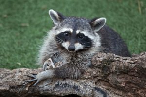 ft.lauderdale raccoon