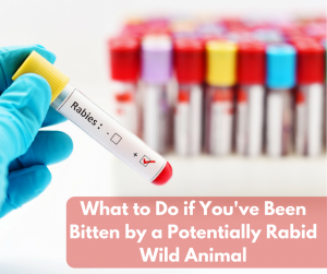 rabies shot