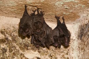 ft. laud bats
