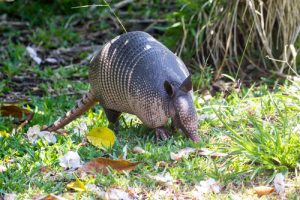 Armadillo Removal 