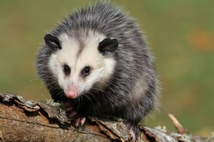  Opossum Removal Ft Lauderdale
