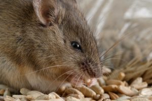 Rodent Removal