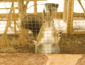 Squrrel Control