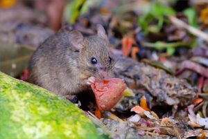  Mice Infestation Ft. Lauderdale