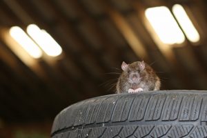  Rodent Control Ft. Laud