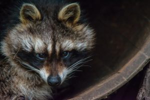 Raccoon in Your Attic