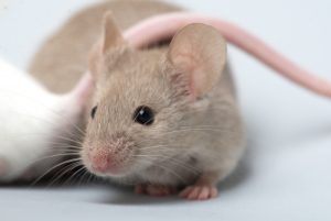 Ft Lauderdale Mice