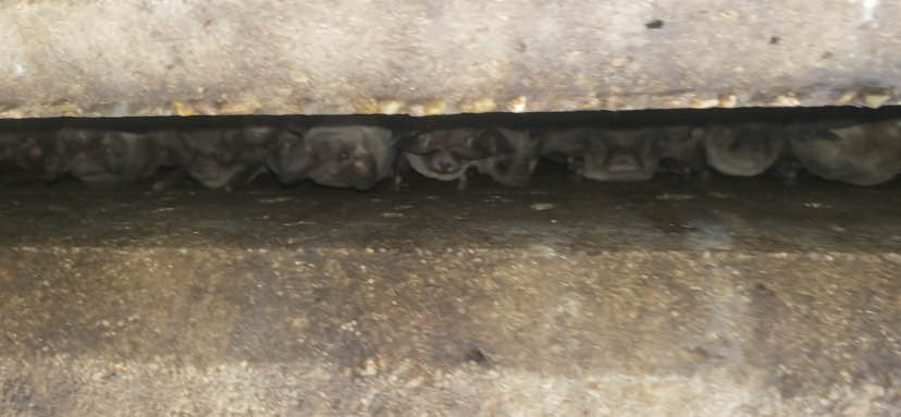 How Bat Guano Can Ruin an Attic