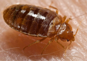 bed bug